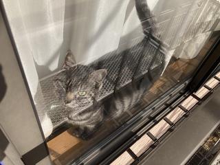 20221202ぬこ2.JPG