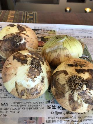 玉ねぎ2023042701.jpg