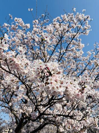 松江店より☆玉湯町の桜はついに見頃を迎えました！