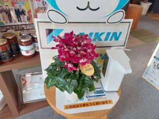 変換 ～ 20221115ブログ写真ウェルカムボードとポインセチア000004.jpg