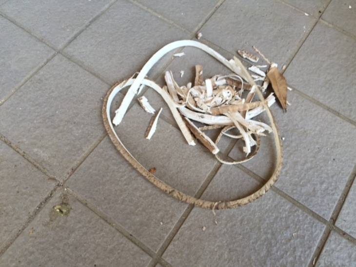 変換 ~ IMG_5915.jpg