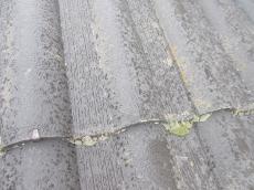 201960524fukuyori genntyou023.jpg