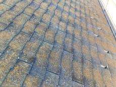 変換 ～ 20211221施工中 事例　Ｉ様　小山　毛利　外壁塗装　植栽000022.jpg